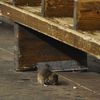 Rats Aren't <em>Really</em> A Problem Underground